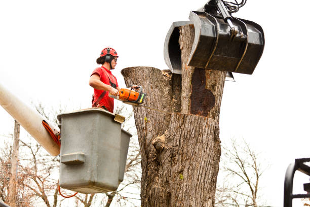 Best Tree Disease Treatment  in West Carthage, NY